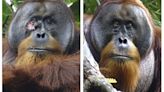 Rakus, el orangután que fabrica ungüentos medicinales para curarse las heridas