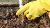 Australia "confina" y sacrifica a millones de abejas por un letal ácaro