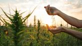 New Jersey Senate Committee Approves Hemp Regulation Bill Amid Cannabis Industry Growth