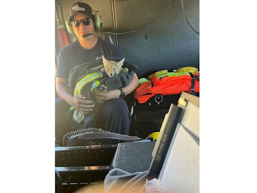 California firefighters rescue dehydrated coyote pup without a mom
