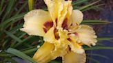 Group effect: Each spectacular daylily bloom lasts a day