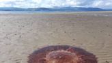 Criaturas gelatinosas con ‘mordedura de león’ aparecen en una playa en Irlanda