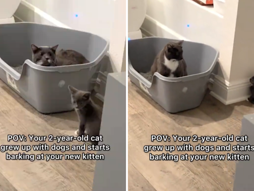 Cat raised by dogs, starts "barking" at new kitten in viral video