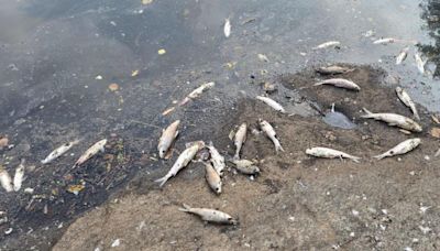 Dead fish found floating in Mula River raises alarm