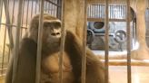 Bua Noi, the 'world’s loneliest gorilla,' has been caged in a Thailand shopping mall for 33 years