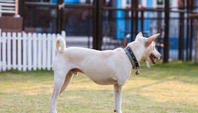 Picnic for Three-Legged Dogs in San Francisco Breaks Records and Steals Hearts All Over