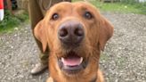 Ferret detecting dog protecting Rathlin's puffins