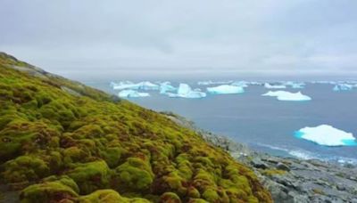 Why is Antarctica increasingly turning green? Why is this a concern?