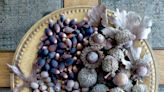 Gardening for You: Acorns not just for decoration
