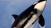 Orcas Sink Another Boat In Europe And The Behaviour Is Spreading