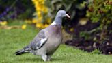 Effective pigeon deterrent will keep them out garden ‘for a while’