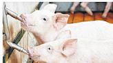 Reducing heat stress in swine | Sampson Independent