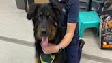 'Big softie' German Shepherd put up for adoption at just 11 months old