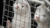 Europe not ready for ban on fur farming