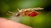 Antibody treatment tested as new tool against malaria