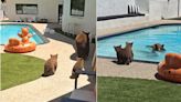Encuentran a familia de osos bañándose en una piscina