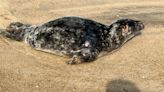 Seal that died after being found in Fenwick Island had been shot. Reward offered for info