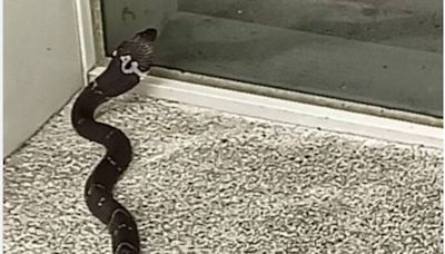 豐富火車站驚見眼鏡蛇嚇壞遊客 清潔員竟回放生加持過不會咬人