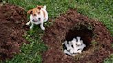 Dog Won't Stop Digging? Vets Reveal How to End the Destructive Behavior for Good