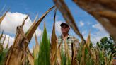 Drought has killed his corn, with more crops to come. What is happening to local farmers?