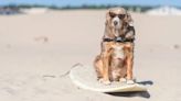 World Dog Surfing Championship Overcomes Financial Issues