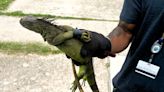Iguanas with legs bound with electrical tape and zip ties found in Louisiana, Mississippi