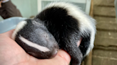 New baby skunk makes his debut at Cheyenne Mountain Zoo