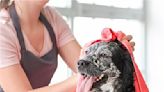 A Guide to the Best Pet Groomers and Kennels in Pittsburgh