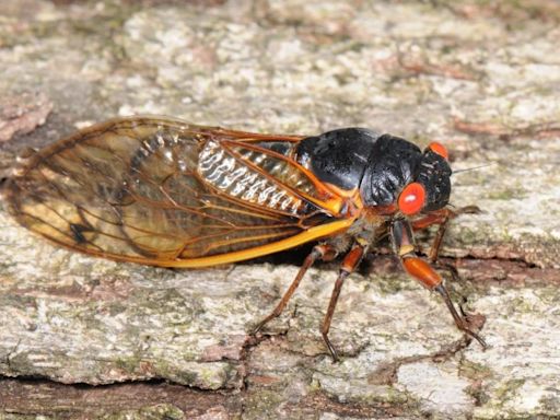 No drone of cicadas where you live? Here is where Brood XIX is emerging in NC