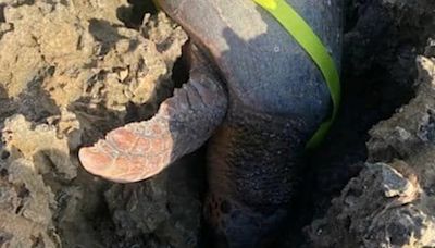 Héroes en acción: el dramático rescate de una tortuga boba atrapada entre dos rocas en la costa