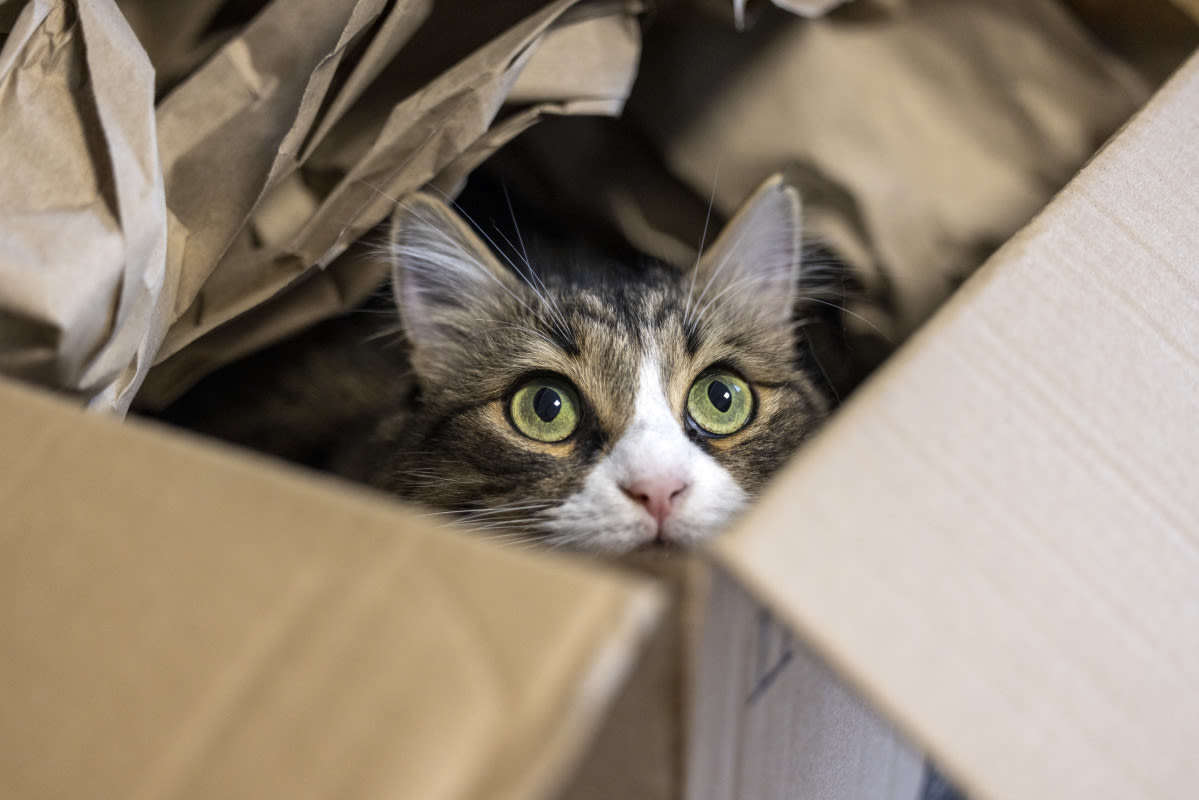 Family's Cat Accidentally Shipped to Amazon in 'Nightmare Come to Life'