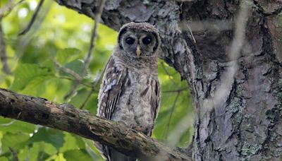 Beyond Minnesota: To save spotted owls, officials plan to kill thousands of barred owls in West Coast forests - Outdoor News