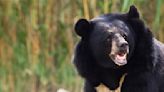 Hombre se corta un brazo para escapar del ataque de un oso enjaulado