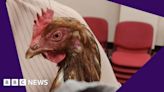 Hens, lost engagement rings and other odd polling station stories