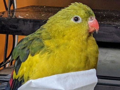 Parrot that escaped home found five miles away after 'wild weekend'