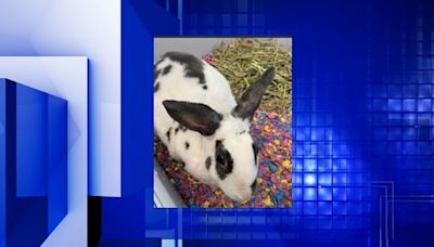 Quad City Animal Welfare Center celebrates Adopt a Rescue Rabbit Month