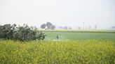 High-value produce key to bolstering farm incomes: Economic Survey