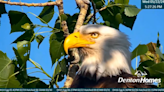 Urbandale eagle lovers rush to rebuild nest, save fledglings after storm