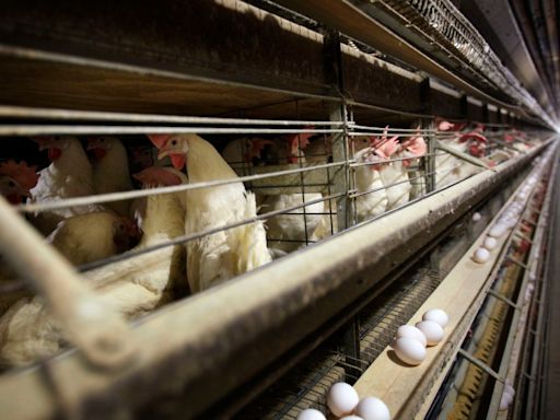 Colorado reports three more presumed human cases of bird flu after outbreak at commercial egg facility