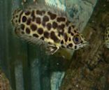 Leopard bush fish