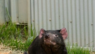 Columbus Zoo announces death of 5-year-old Tasmanian devil named Thyme