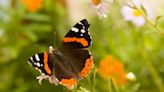 Butterflies migrating, and know your dame’s rocket from phlox | Lehigh Valley Nature Watch