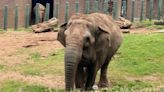 Belfast Zoo's elephants pack their trunks