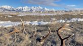 Poacher Gets Fine and Worldwide Hunting Ban After Camping on Elk Refuge and Stashing 1,000 Pounds of Shed Antlers
