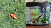 Doctor goes viral after finding mystery goldfish in garden and keeping as pet