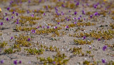 Flowers Erupt in Hostile Desert