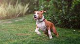 American Staffordshire Terrier Temperament: Are the Dogs Calm?