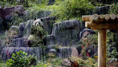 Citadel Helps the Pandas, Larry Ellison’s Resort