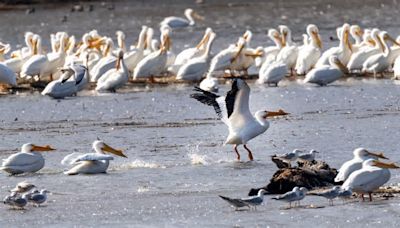 5 things to know about the Mississippi Flyway as spring bird migration begins