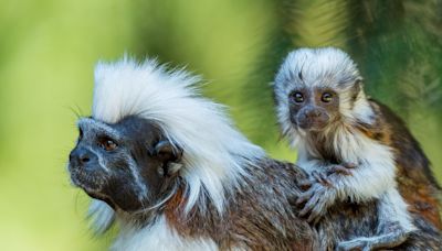 Chester Zoo Announces Birth of ‘Exceptionally Rare’ Twin Tamarin Monkeys